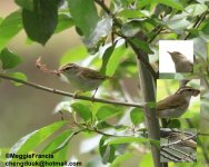 Eastern crowned warbler s.jpg