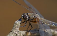 4 spotted chaser resized.jpg