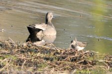 gadwall and green sandpiper.jpg