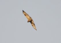 eastern buzzard....jpg