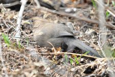 pere david's laughingthrush.jpg