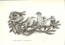 crossbills.jpg