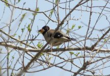 Chinese Grosbeak.jpg