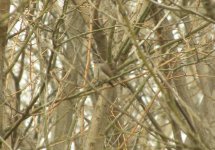 Red-throated Flycatcher.jpg