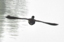 Moorhen.jpg