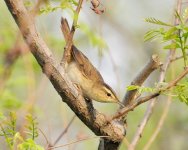 Black-browed Reed Warbler.jpg