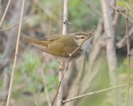 Pale-legged Leaf Warbler.jpg