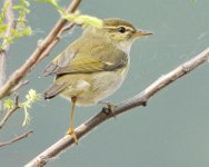 Arctic Warbler.jpg