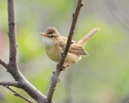 Manchurian Reed Warbler....jpg