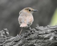 Swinhoe's Robin....jpg