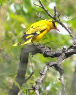 Black-naped Oriole.jpg