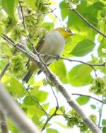 Chestnut-flanked White-eye.jpg