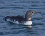 k12_IMG_6159_Red-throated_Loon_in_partial_breeding_plumage__CROPPED_REDUCED.jpg