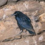 k13_IMG_0053_Raven_fledgling_from_nest_#1__66.7%_CROP.jpg