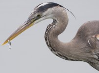 k13_IMG_6253_Great_Blue_Heron_with_fish.jpg