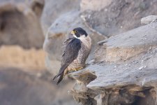 k12_IMG_9720_Peregrine_Falcon__REDUCED.jpg