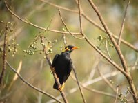 0010 hill myna.jpg