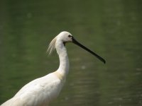 0083 eurasian spoonbill2.jpg