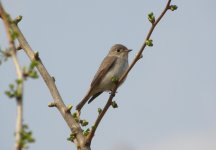 Asian Brown Flycatcher.jpg