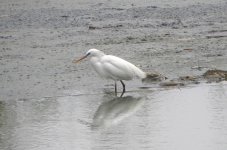 Chinese Egret.jpg