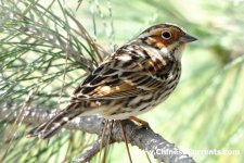 Little Bunting.jpg