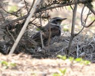 Dusky Thrush.jpg