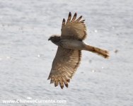 Harrier sp.jpg