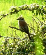 Red-backed Shrike 011.jpg