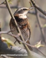 Dusky x Naumann's Thrush hybrid 2.jpg