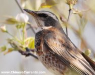 Dusky x Naumann's Thrush hybrid 4.jpg