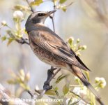 Dusky x Naumann's Thrush hybrid 5.jpg