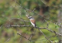 Richmond Park Red Backed Shrike 4.jpg