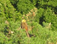 Yellowhammer..jpg