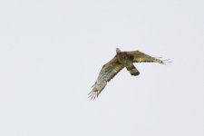 Honey Buzzard....jpg