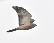Chinese Sparrowhawk.jpg