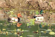 Red-crested Pochard and Mallard.jpg