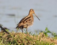 Common Snipe....jpg