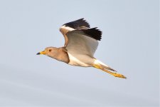 Grey-headed Lapwing.jpg