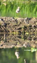 Grey-headed Lapwing 2.jpg