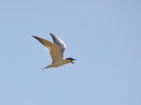 IMG_7249_Gull-billed Tern.jpg