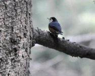 Przewalski's Nuthatch 1.jpg