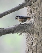 Przewalski's Nuthatch 2.jpg