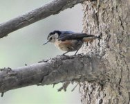 Przewalski's Nuthatch  3.jpg