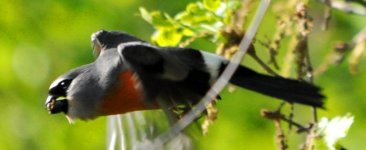 Beavan's Bullfinch.jpg