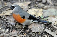 Beavan's Bullfinch 3.jpg