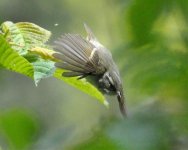 Leaf Warbler sp 2.jpg