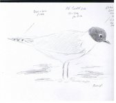 Saunders Gull.jpg