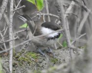 willow tit sp.jpg