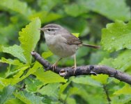 Yellow-streaked Warbler.jpg