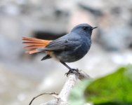 Plumbeous Redstart.jpg